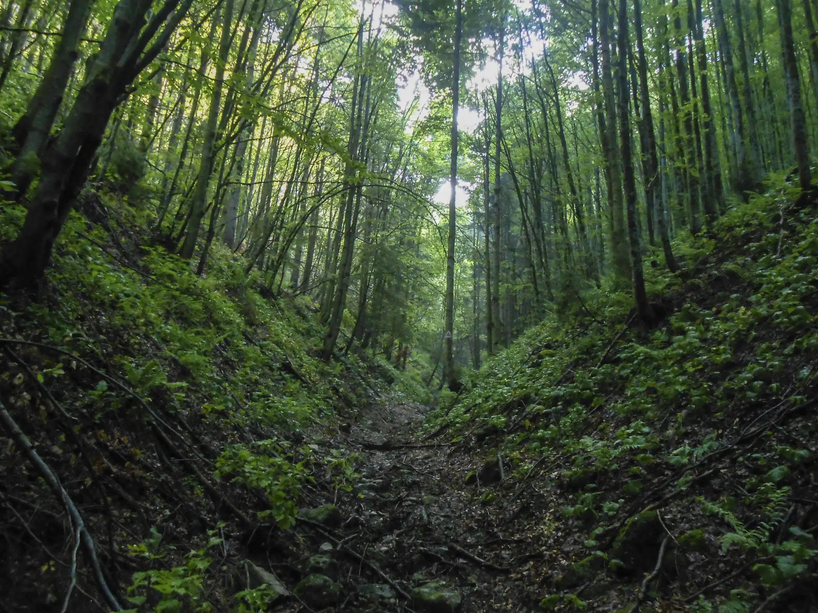 fosta Cabană Babarunca - Piciorul Teslei