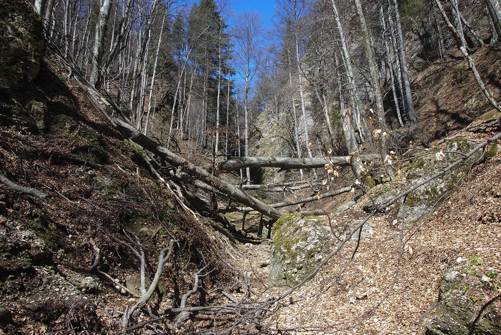 traseul TA - V. Pârâului Alb - La Răscruce 