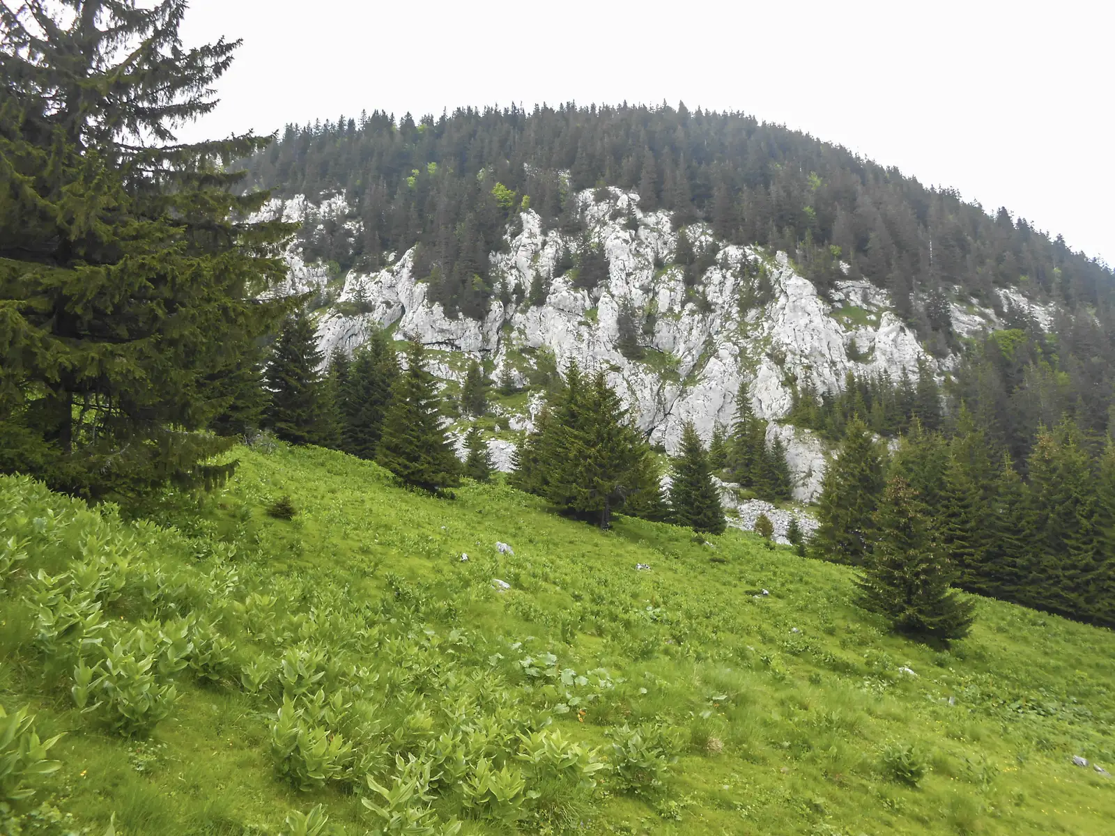 Dălghiu - Poiana Teslei