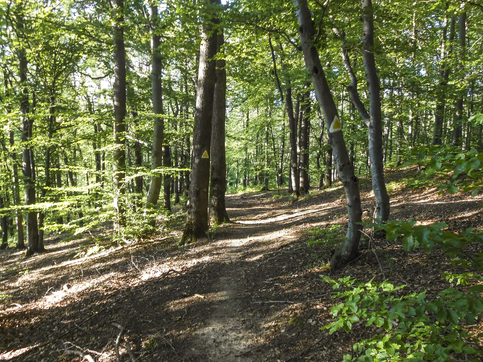 Braşov - Stejerişul Mare - Poiana Mică