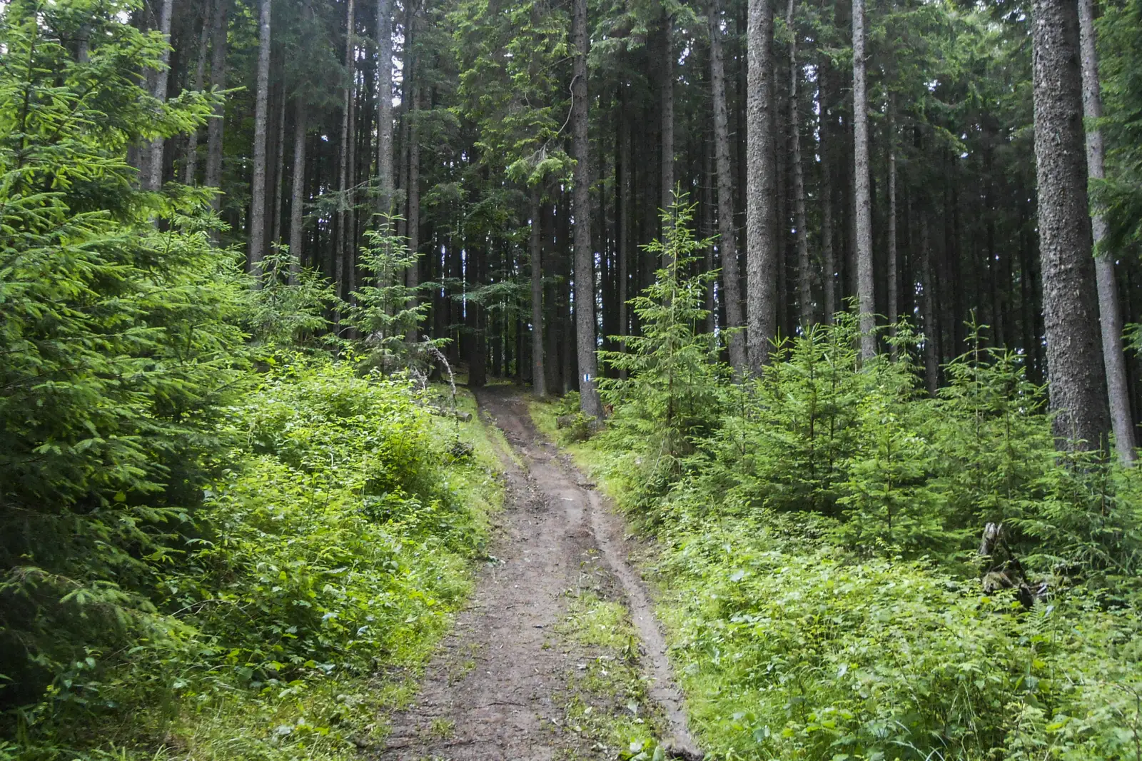 Păstrăvărie Valea Azugii - sub Clăbucetul Azugii - Drumul lui Ceauşescu