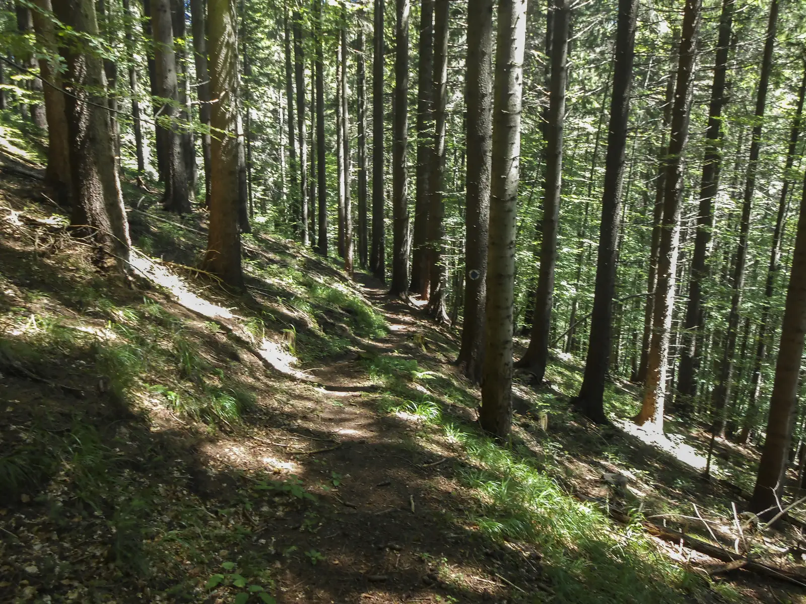 Fosta Cabană Limbăşel - Cabana Gârbova