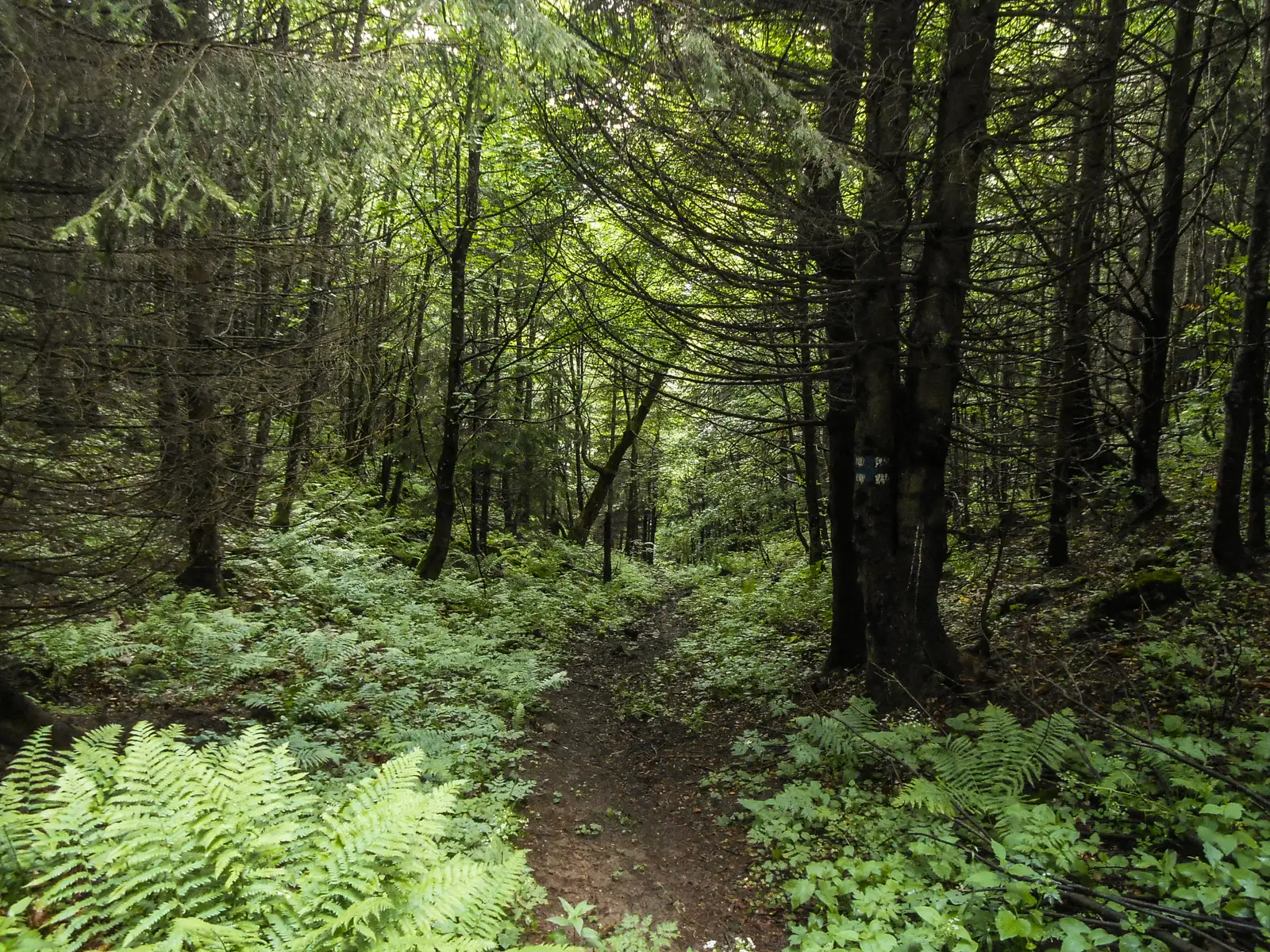Poiana Braşov - Padina Lăutei - Cabana Postăvaru