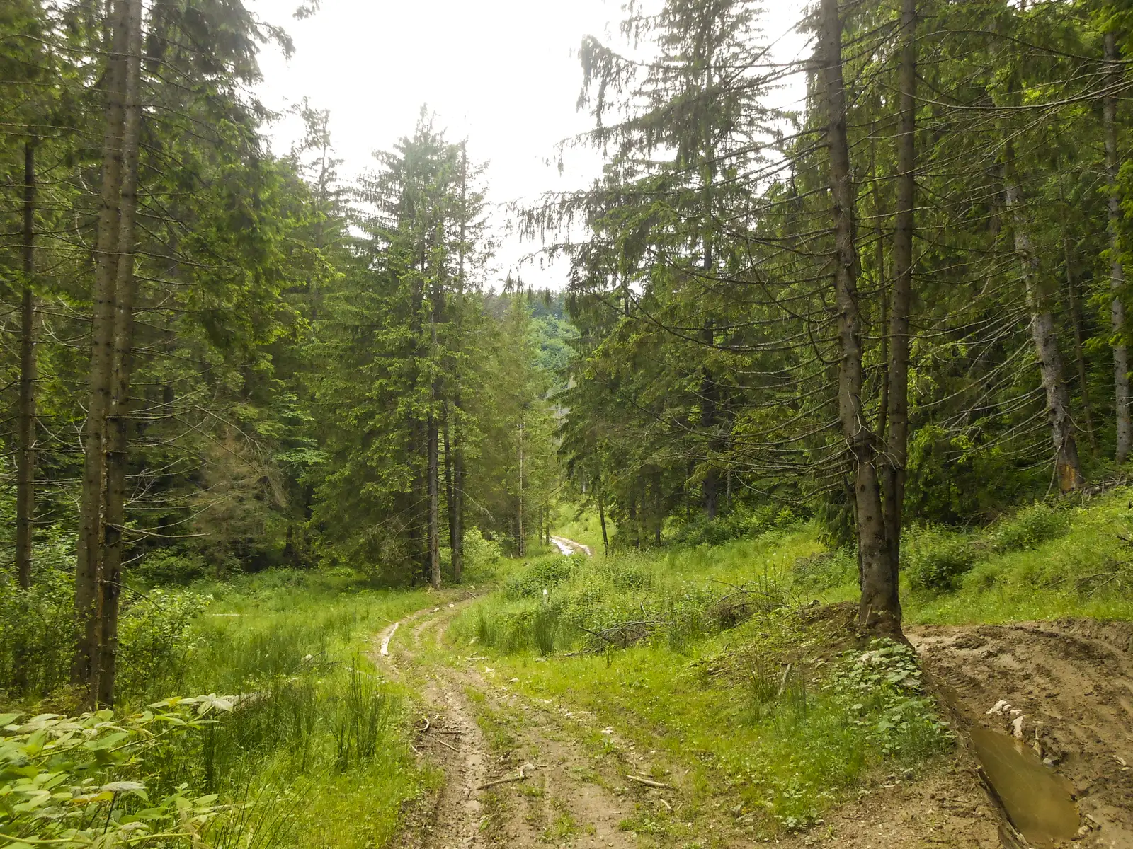 Râşnov - şaua dintre Râşnov şi Poiana Braşov - Poiana Braşov