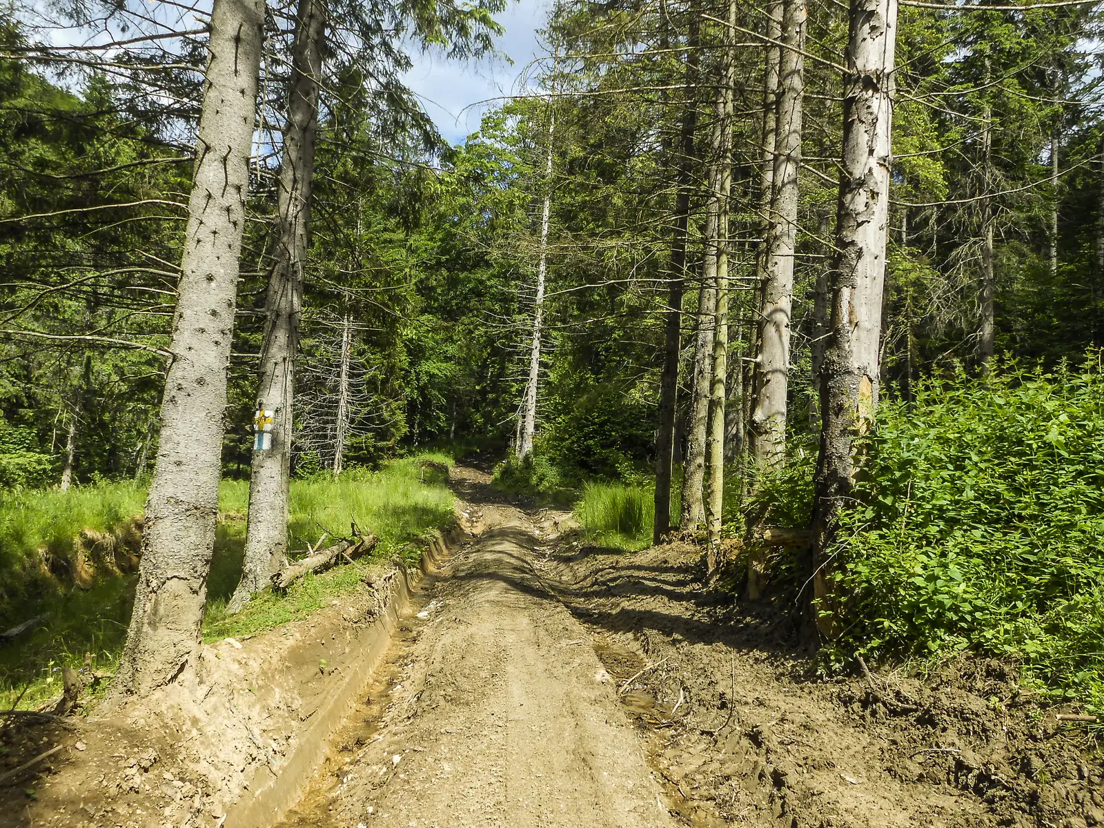 Cheişoara - V. Poienii - Poiana Braşov