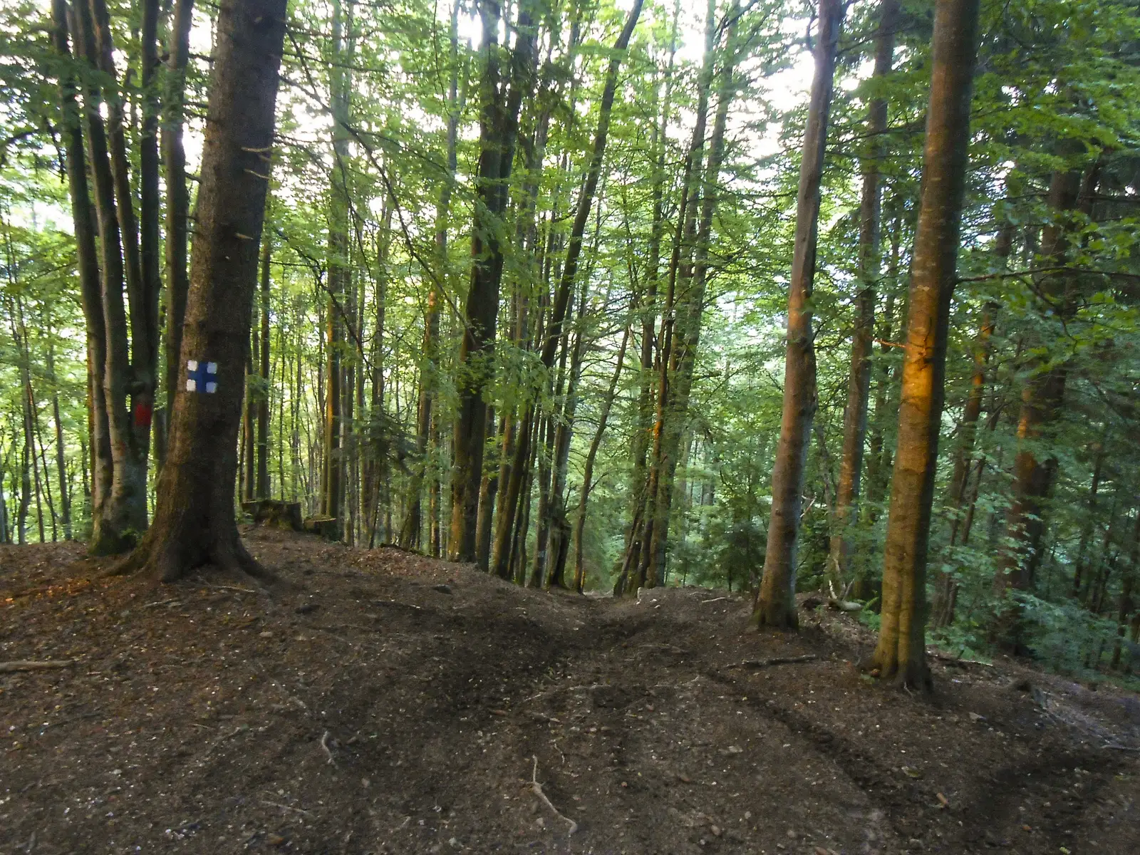 Predeal - Fetifoiu - spre Pârâul Rece