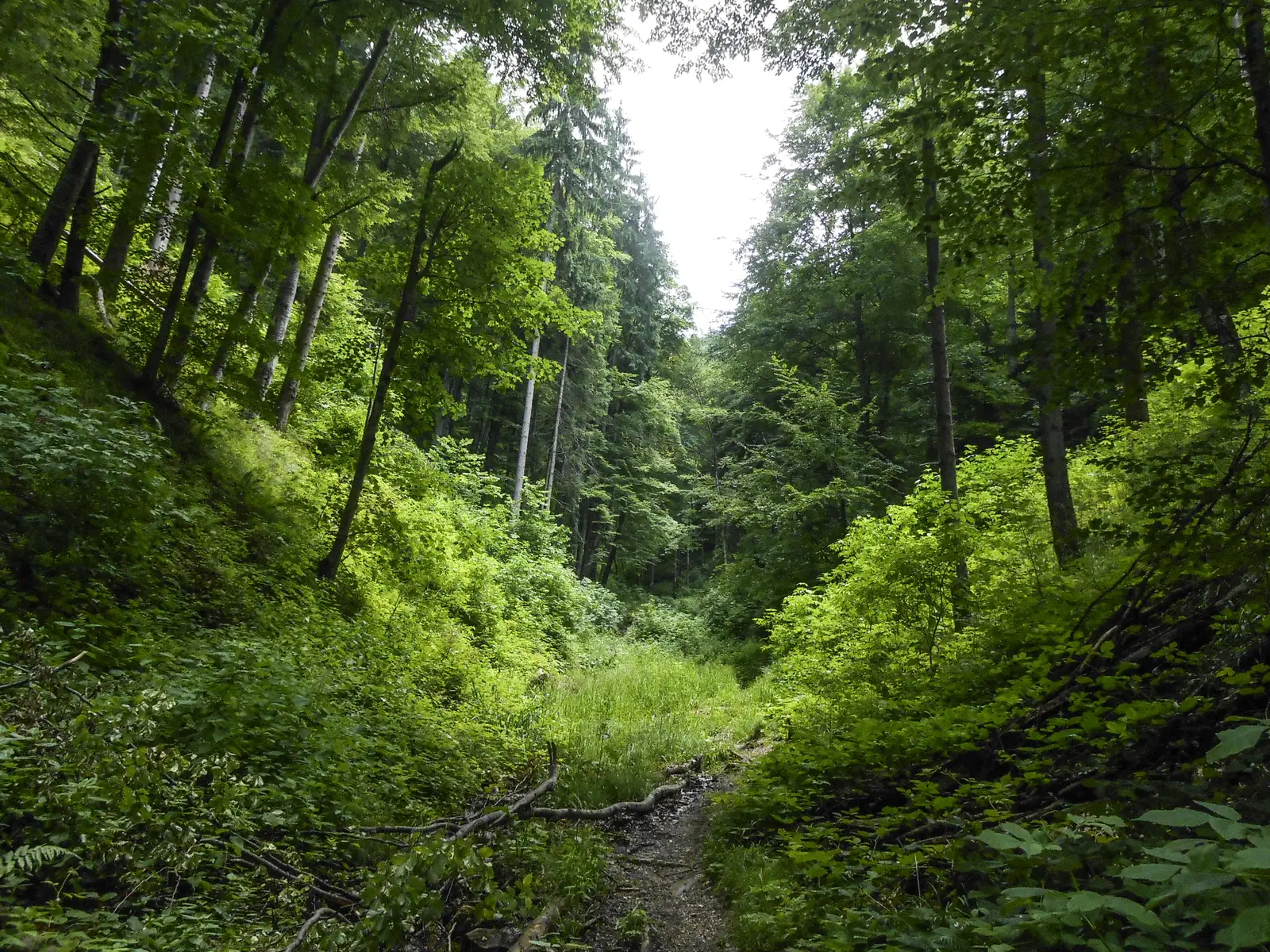 Şaua Tâmpei - V. Cetăţii - Poiana Braşov