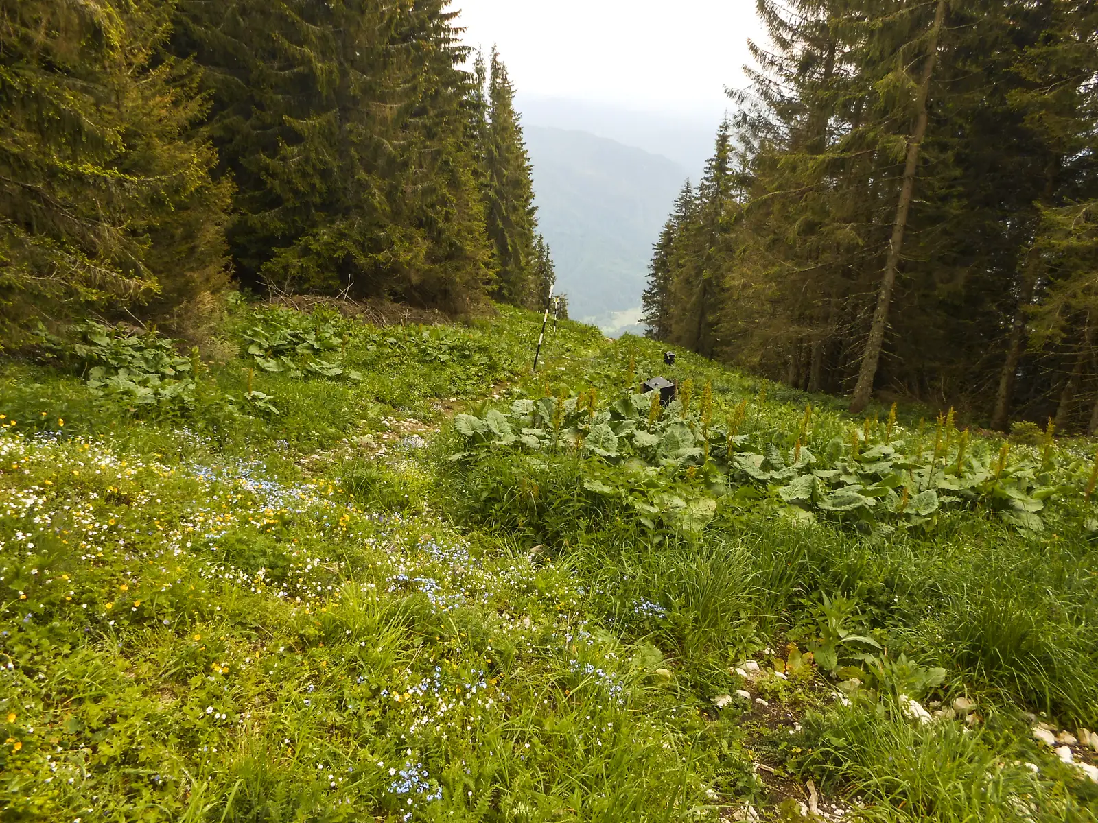 Braşov (Pietrele lui Solomon) - Vf. Postăvaru - Cabana Trei Brazi - Predeal