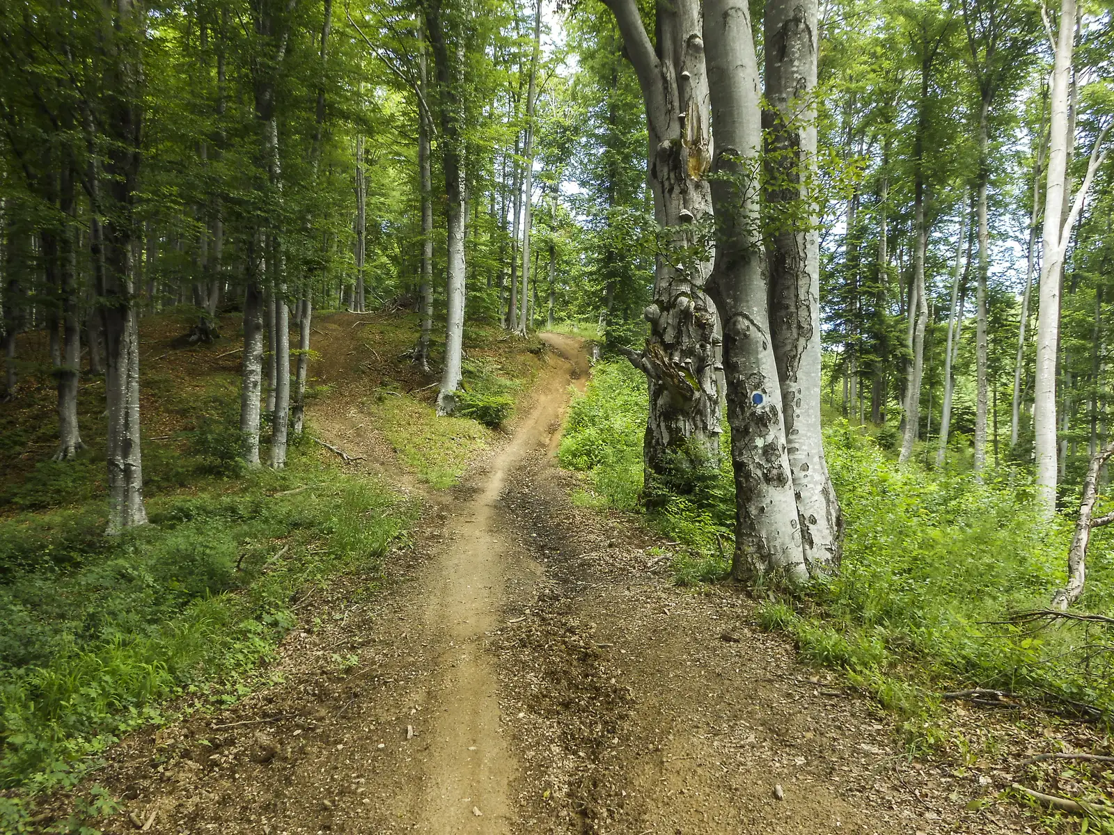 Poiana Braşov - Valea Groapa Lungă - Piscul Lung