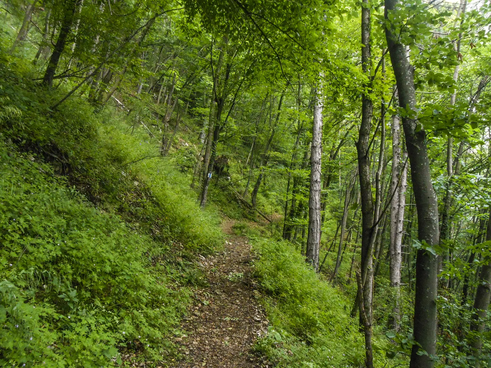 Braşov (cartier Şchei) - Crucea Dreptăţii - Poiana lui Stechil