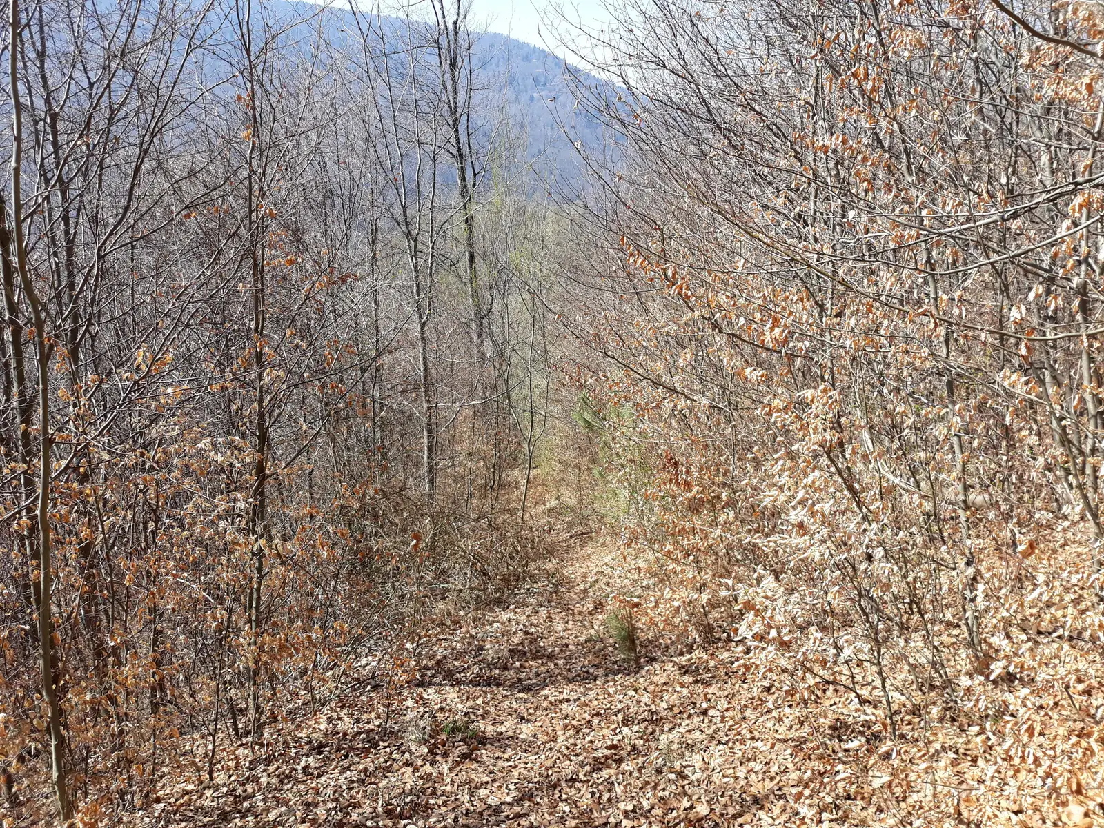 Lacul Orjogoaia (traseul CR) - Vf. Neamţului - Şaua Paltinu (traseul BR)