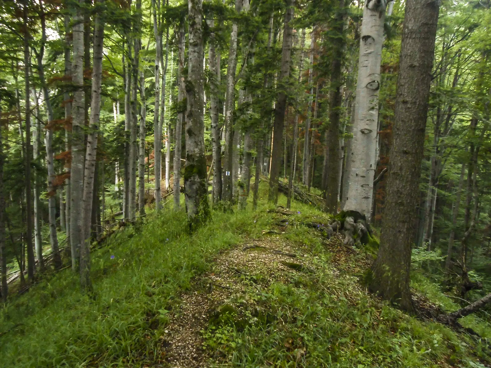 DN1 - Cabana Postăvaru/Julius Romer - Braşov