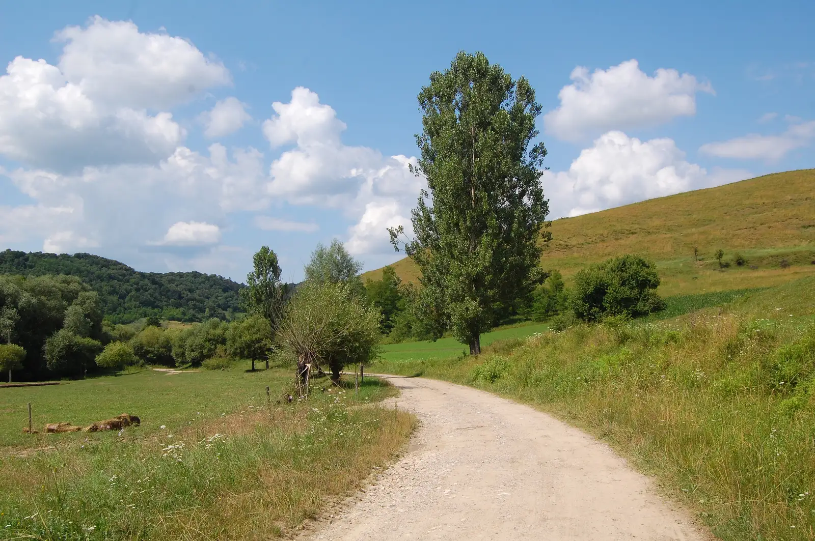 Mediaş - Richiş - Dealul Brijgan - Dealul Morii - Mediaş