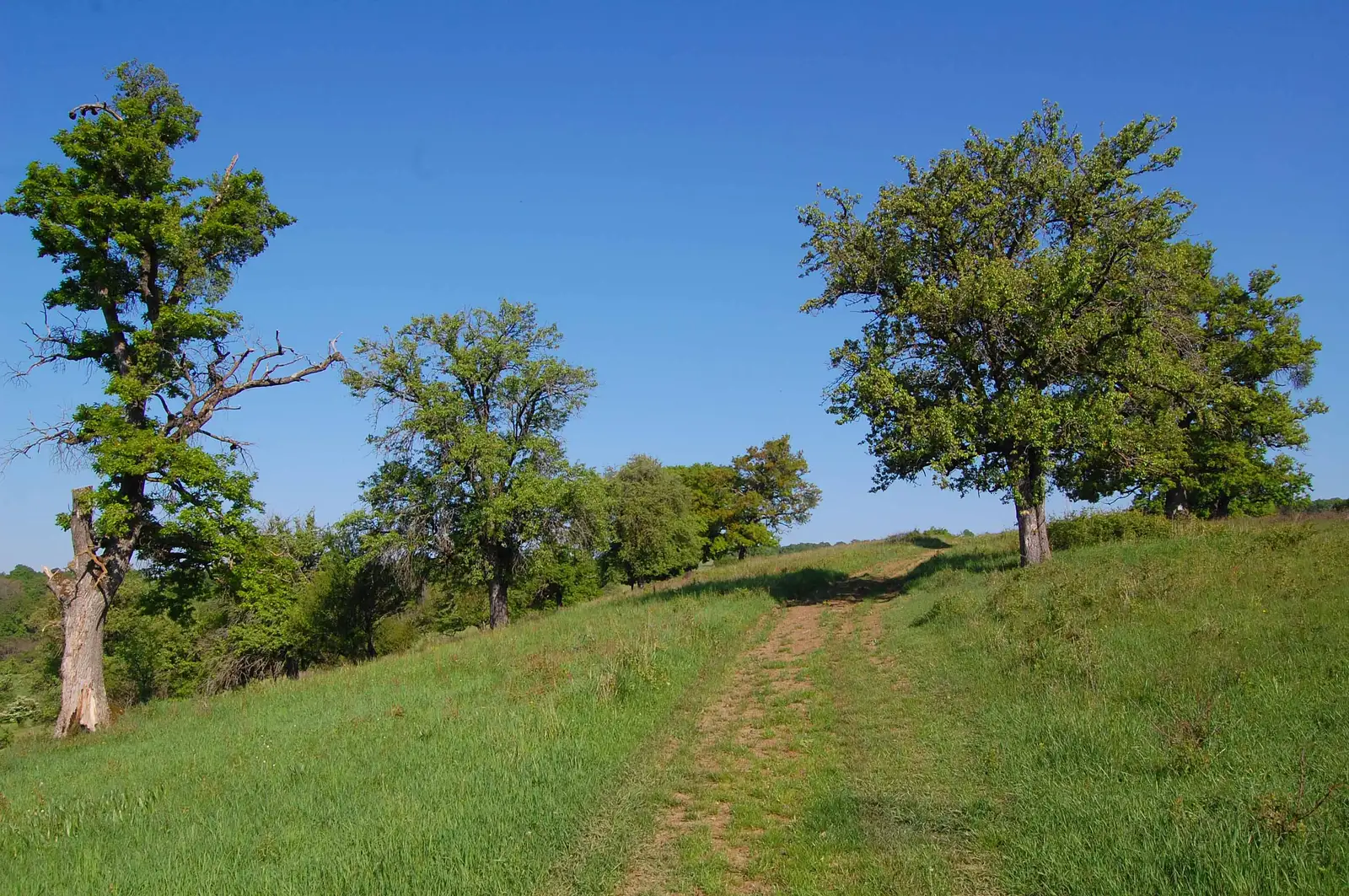 Comăna de Jos -  Dăişoara - Ticuşu Vechi - Comăna de Jos