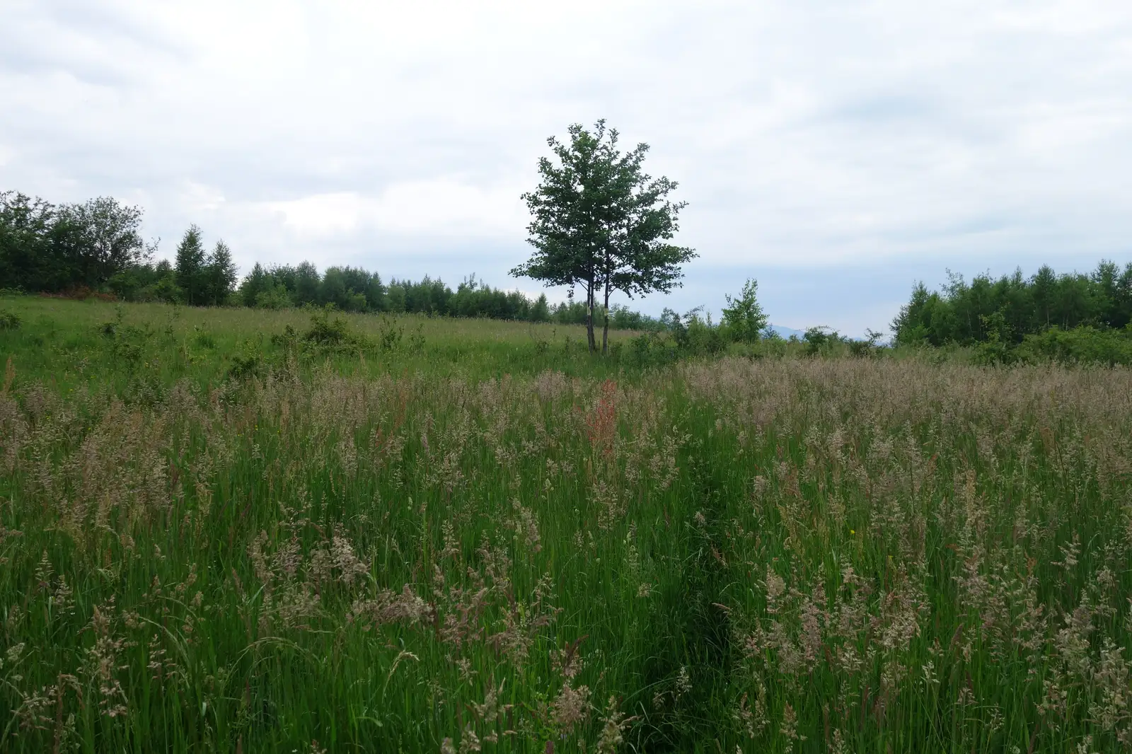 Turnu Roşu - Sebeşul de Jos