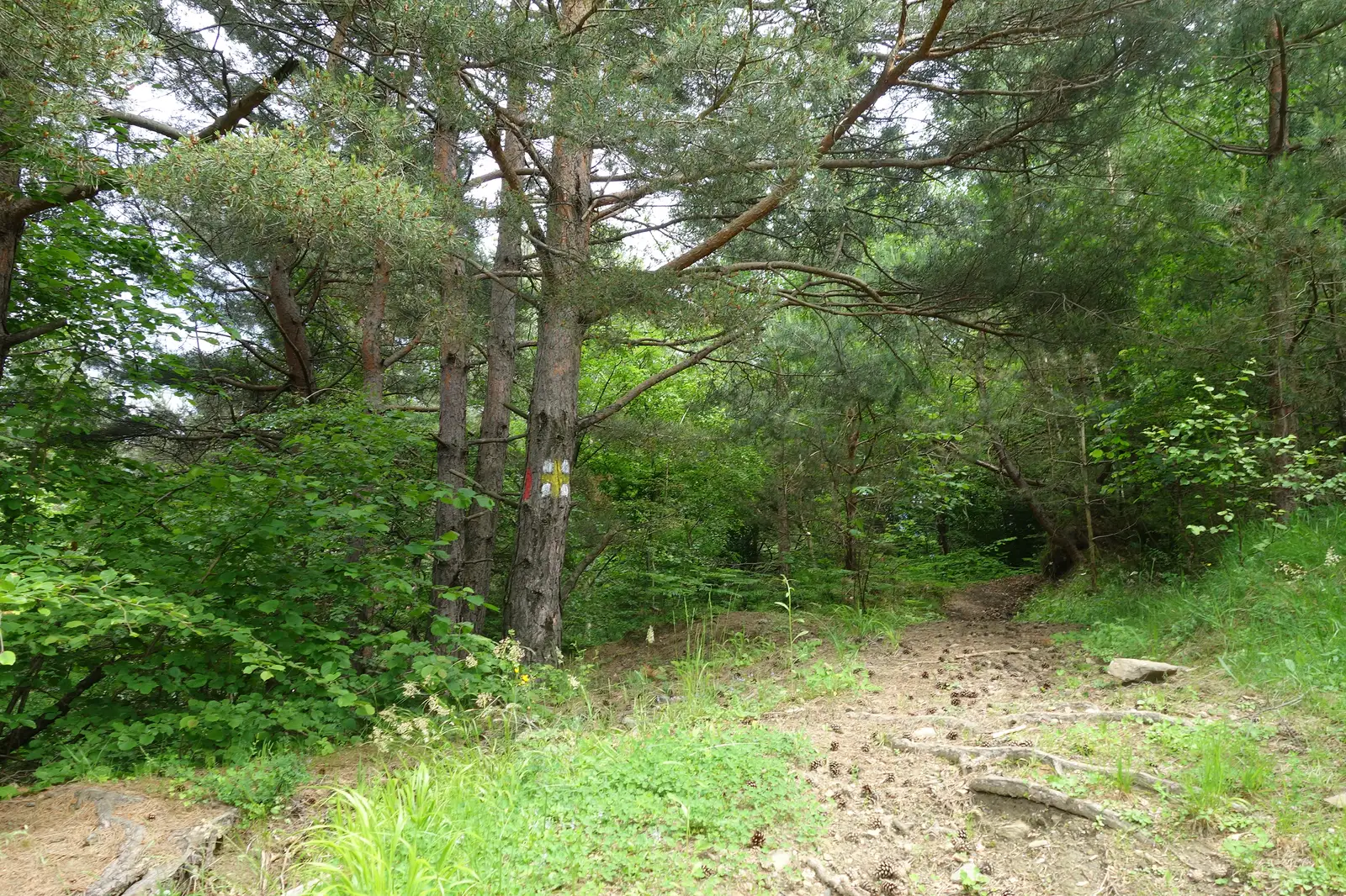 Sebeşul de Jos - Culmea Fântânii (traseul TA)