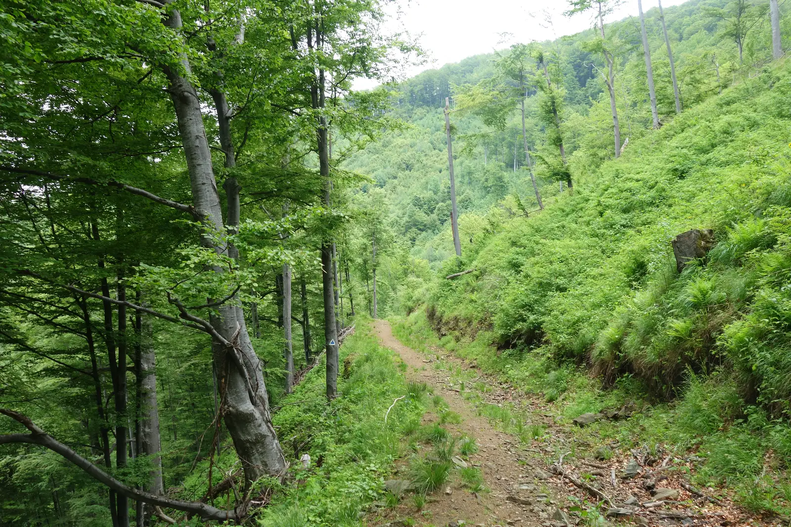 Culmea Pietriceaua (traseul CR) - Turnu Roşu