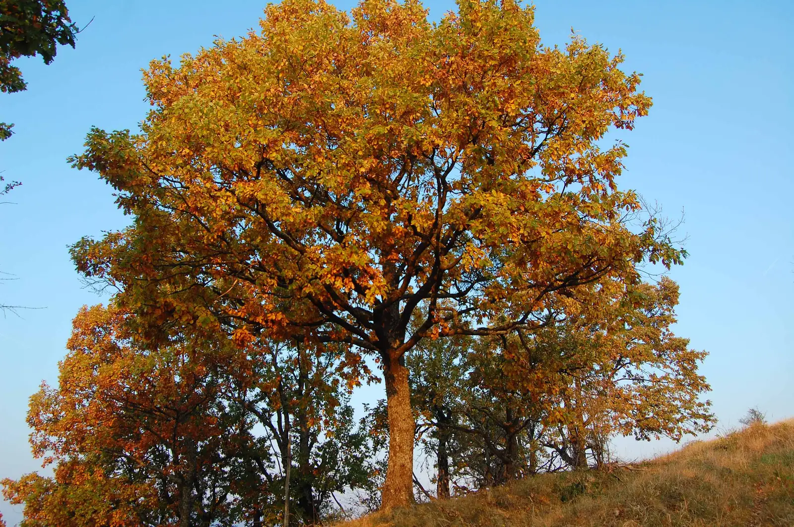 satul Roșia Nouă - Dealul Turcului - Vf. Tufari