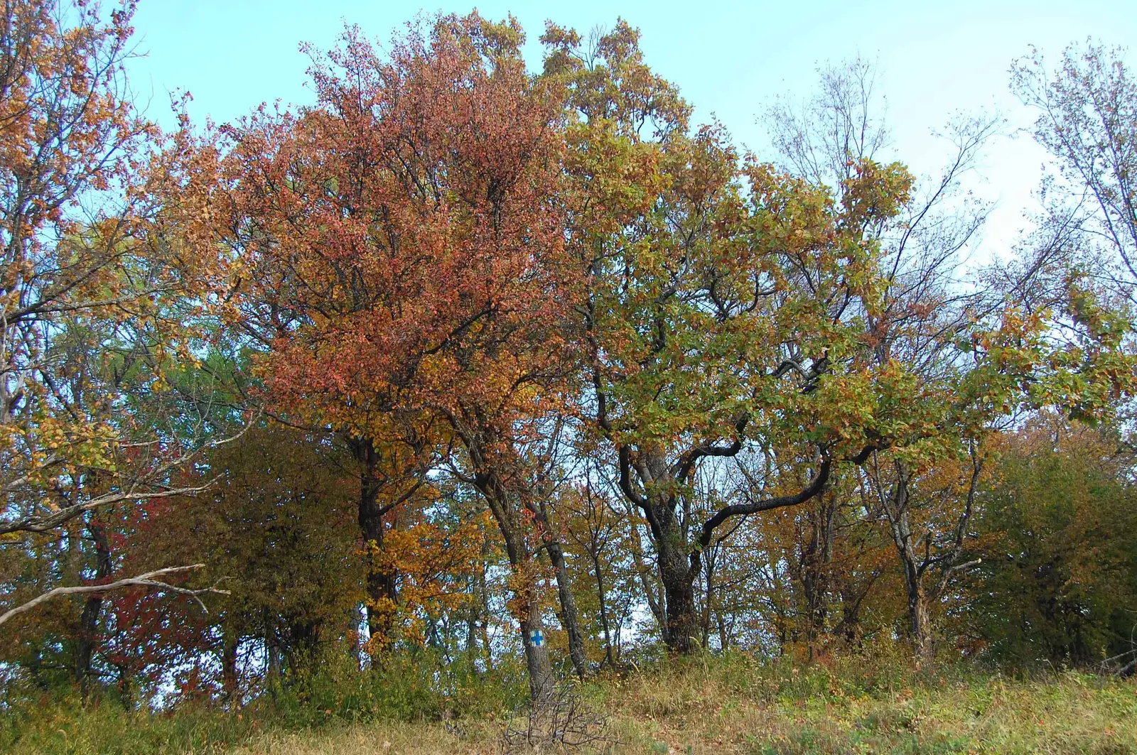 DC88 - sub Vf. Vâlcoi - DC88