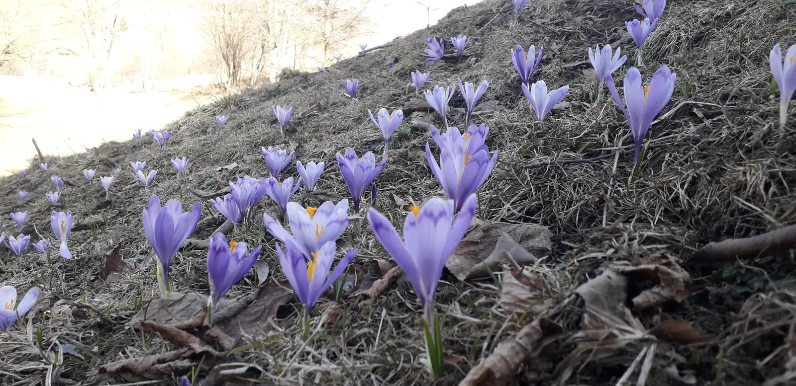 Muntii Sureanu - Vf. lui Patru