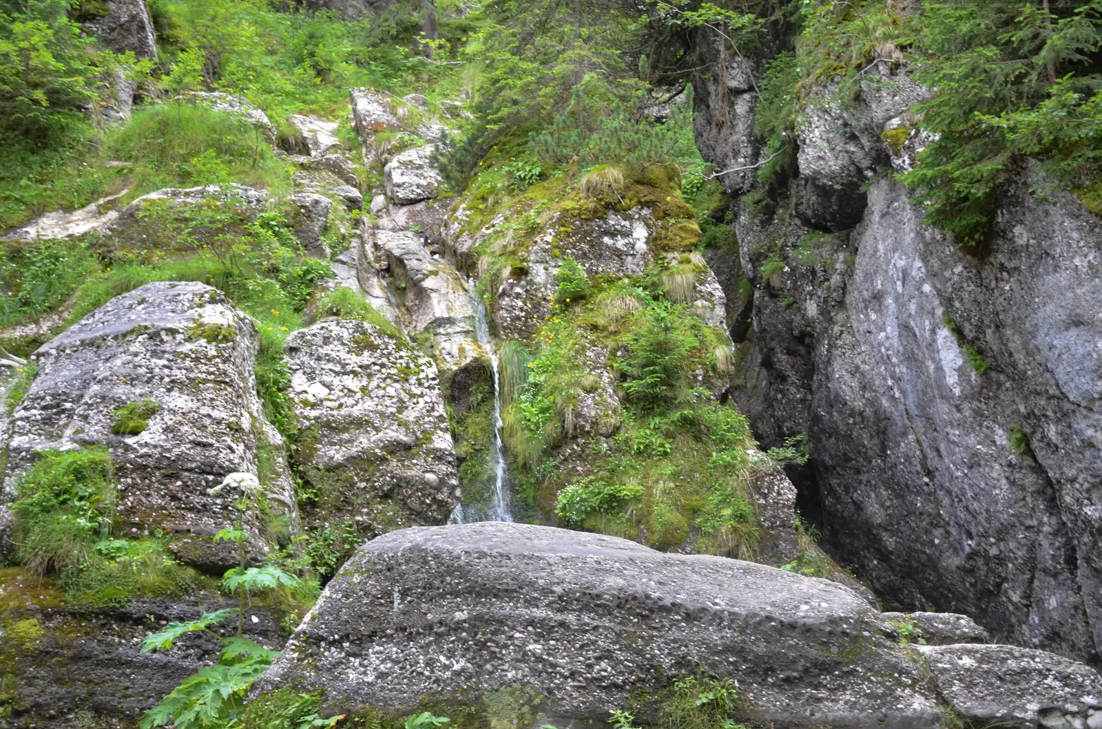Piatra Craiului 3 Vf asuctit - Pdina popii