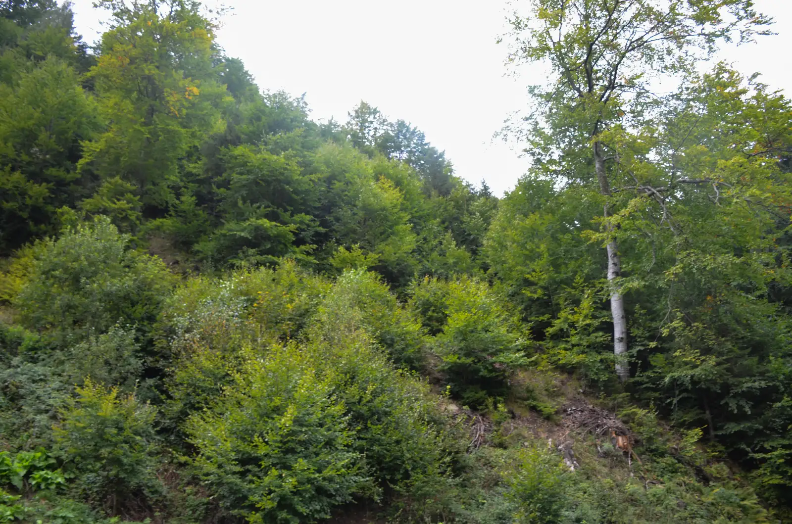 Fantana lui Botorog - Curmatura - Piatra Mica