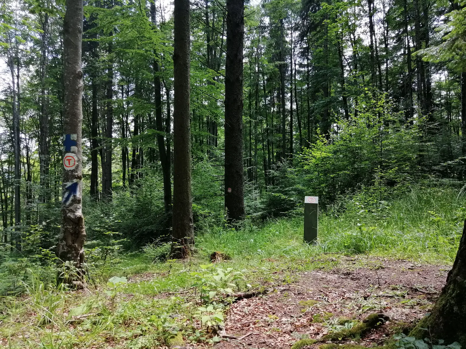 Traseu Sucevita - Putna pe valea Bercheza