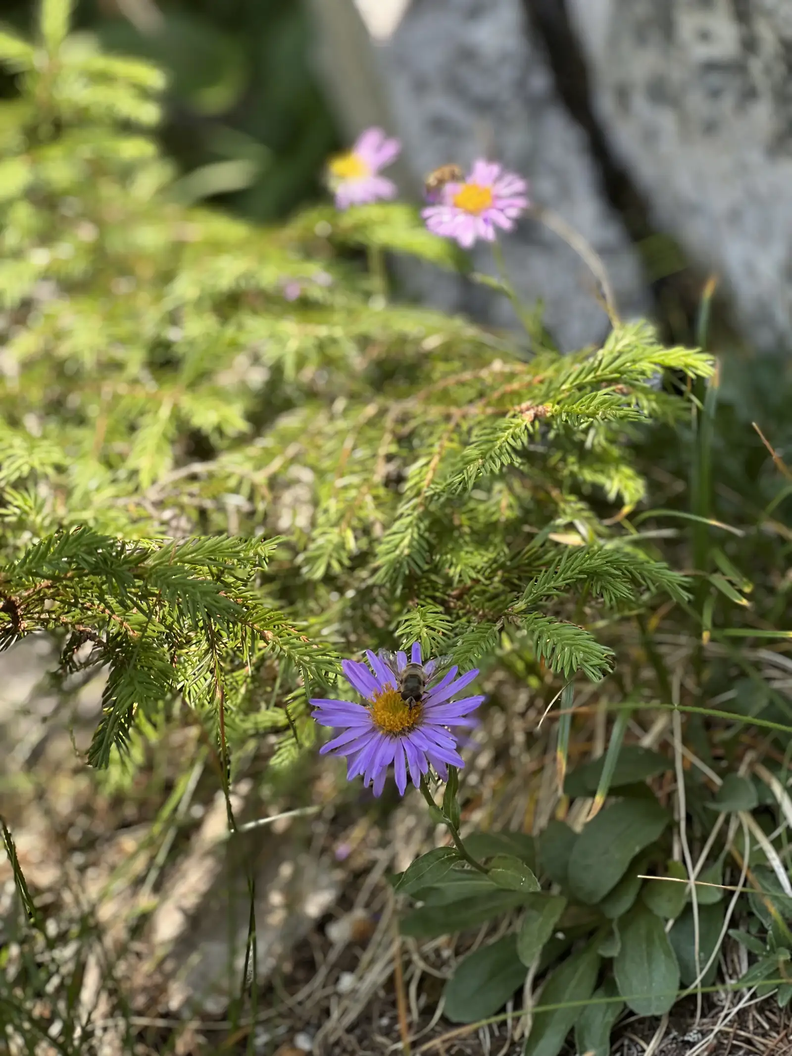 Fantana lui Botorog - Saua Funduri - Ref Sparlea - Plaiul Foii
