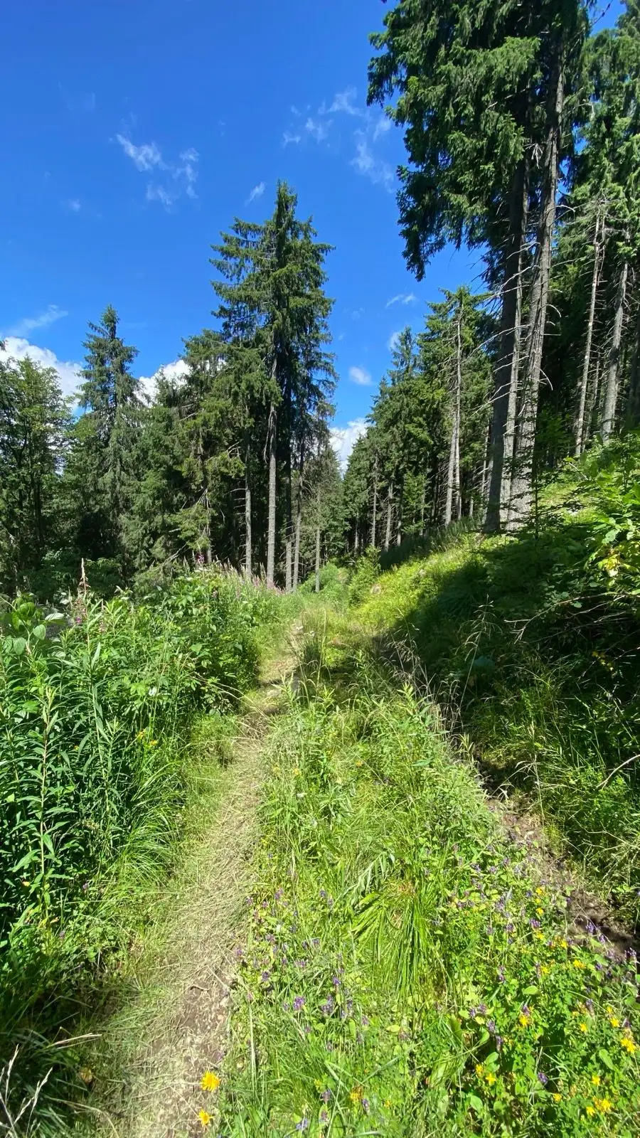 Creasta Muntilor Maramures