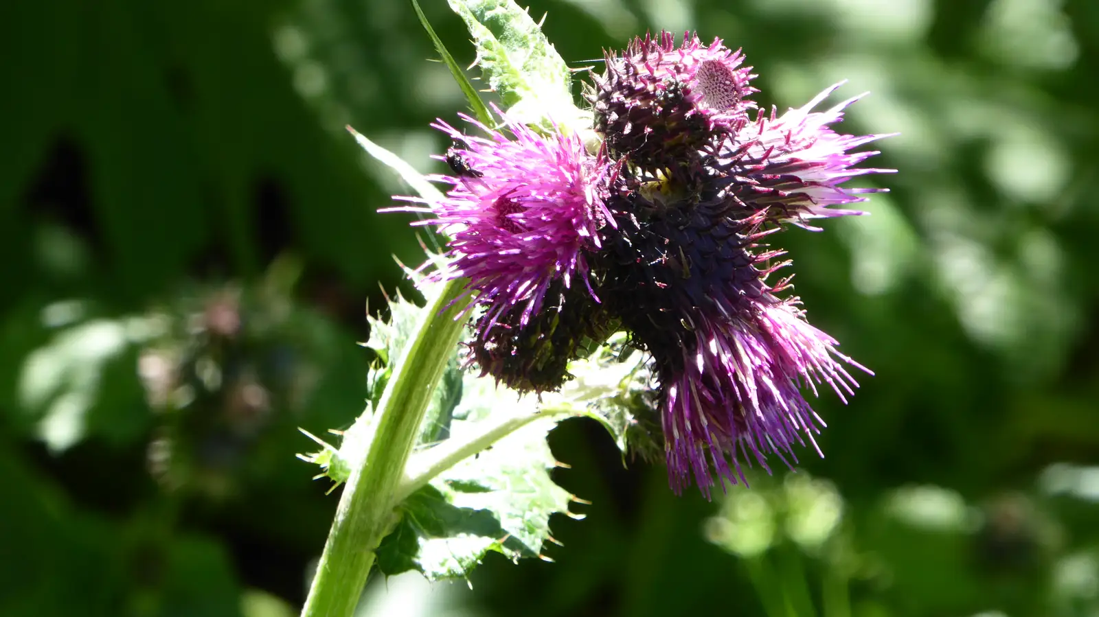 C Cornet-Balta- Valea Cosustei