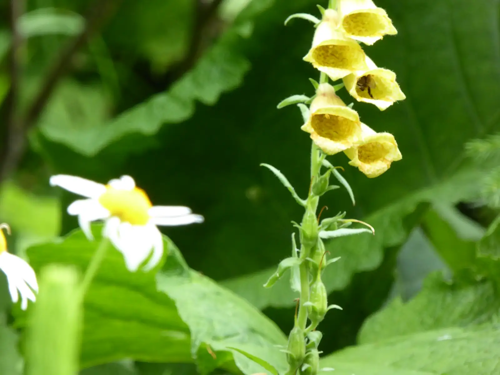Poiana Mare  Obirsia Closani circuit MTB