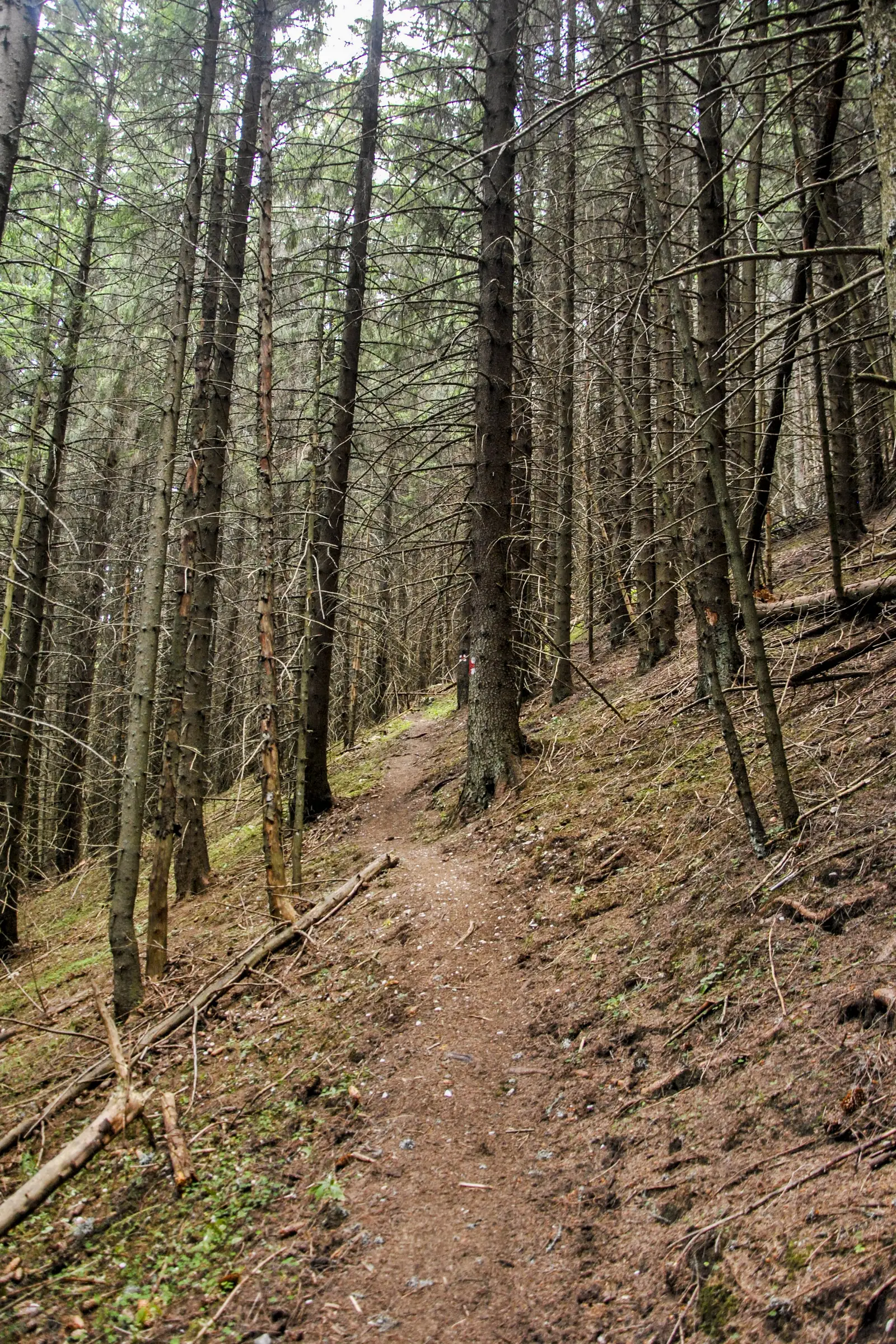 La Prepeleag-Crucea Grănicerului