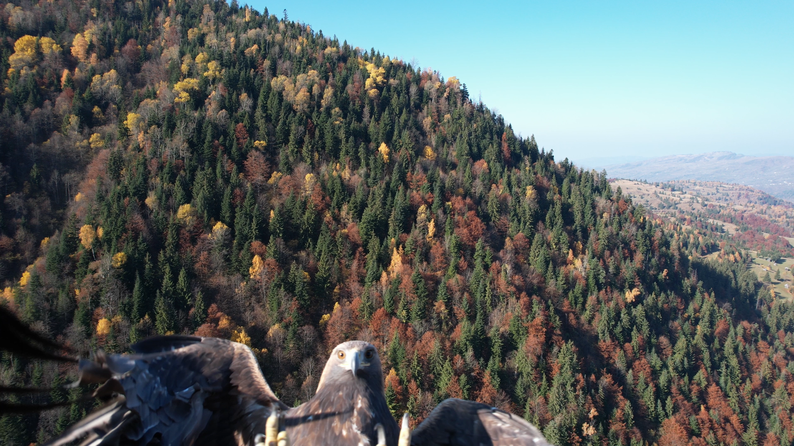 ,,Poteca Caprei Negre"' - Traseu tematic legat de istoricul caprei negre din Mtii  Rodnei 